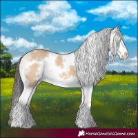 Horse Color:White Spotted Bay Dun Splash 