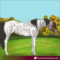 Horse Color:Brown Roan Tobiano Near Leopard Rabicano 
