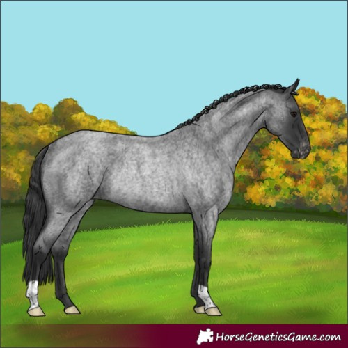 Horse Color:Blue Roan Varnish Rabicano 