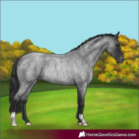 Horse Color:Blue Roan Varnish Rabicano 