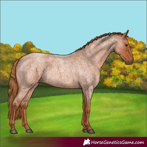 Horse Color:Red Roan Rabicano 