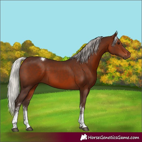 Horse Color:Silver Brown Sabino Tobiano Rabicano 