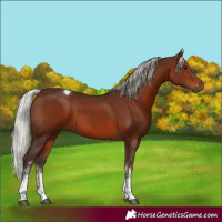 Horse Color:Silver Brown Sabino Tobiano Rabicano