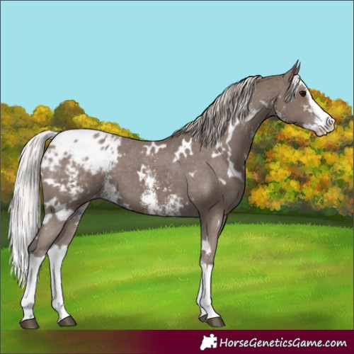 Horse Color:White Spotted Silver Black Sabino Splash Appaloosa 