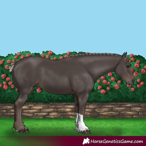 Horse Color:Silver Black Tobiano 