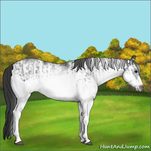Horse Color:White Spotted Blue Roan Rabicano and White Spotted Blue Roan Frame Rabicano