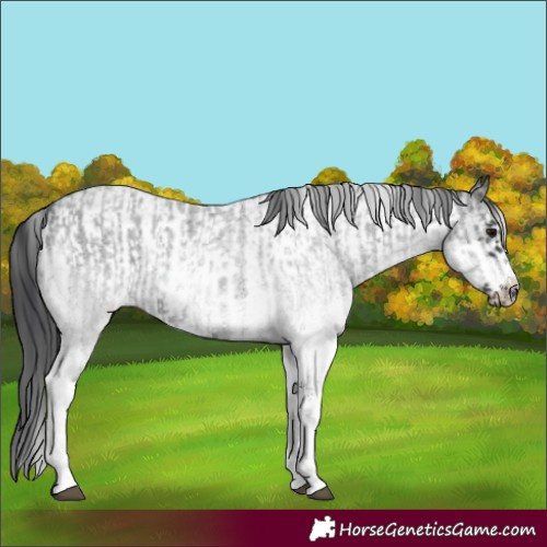 Horse Color:White Spotted Blue Roan Rabicano  and White Spotted Blue Roan Frame Rabicano 