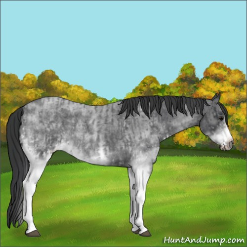 Horse Color:White Spotted Blue Roan Rabicano  and White Spotted Blue Roan Frame Rabicano 