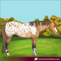 Horse Color:Buckskin Appaloosa 