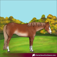 Horse Color:Chestnut 