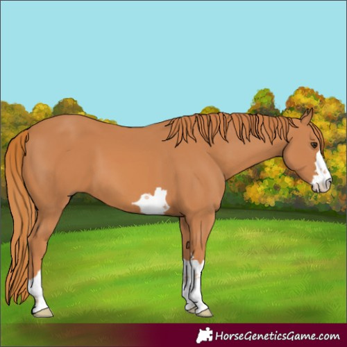 Horse Color:Unknown 