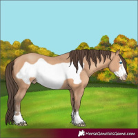 Horse Color:Amber Champagne Frame 