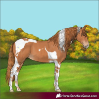 Horse Color:Chestnut Tobiano