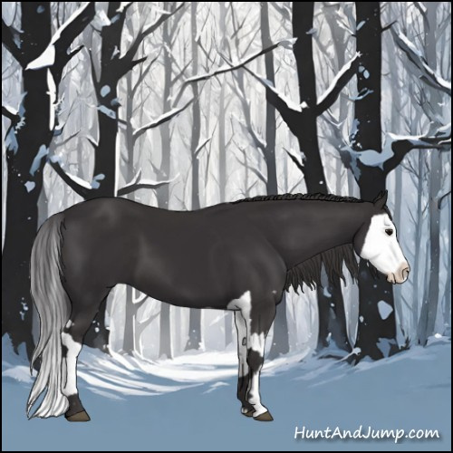 Horse Color:Smoky Black  and Smoky Black Splash 