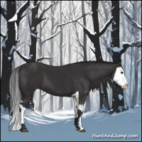 Horse Color:Smoky Black  and Smoky Black Splash 