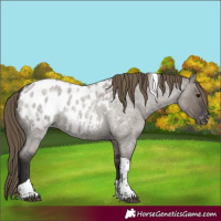 Horse Color:Smoky Grullo Roan Tobiano Appaloosa