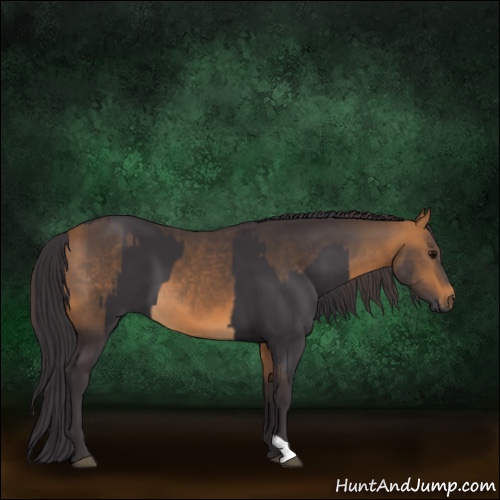 Horse Color:Smoky Black  and Buckskin 