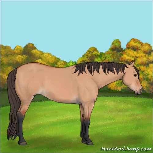 Horse Color:Bay Dun 