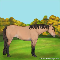 Horse Color:Bay Dun 