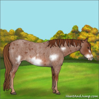 Horse Color:Red Roan Frame 