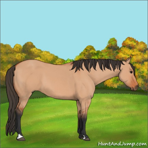 Horse Color:Bay Dun 