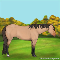 Horse Color:Bay Dun