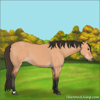 Horse Color:Bay Dun 
