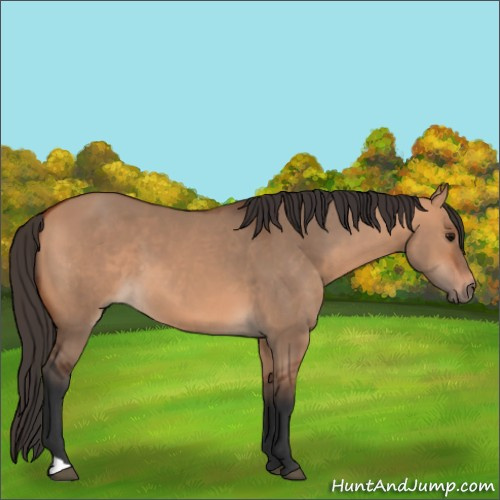 Horse Color:Bay Dun 