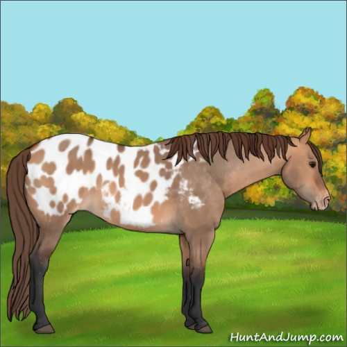 Horse Color:Bay Dun Appaloosa 