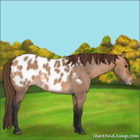 Horse Color:Bay Dun Appaloosa 