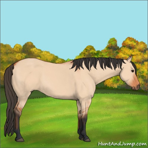 Horse Color:Bay Dun