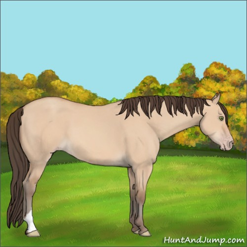 Horse Color:Amber Champagne Dun 