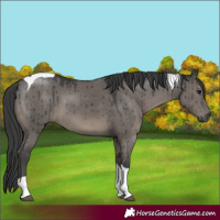 Horse Color:Grullo Mushroom Tobiano Brindle 