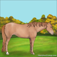 Horse Color:Gold Champagne 