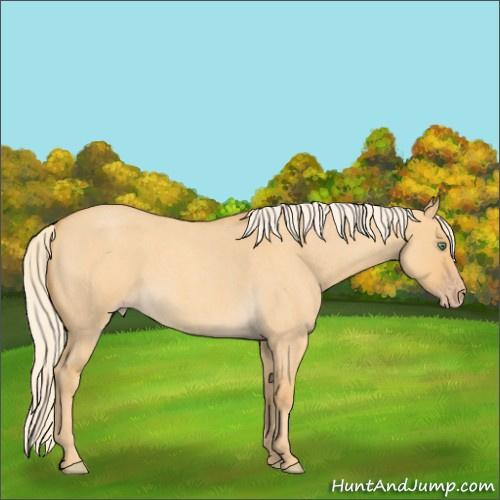 Horse Color:Gold Cream Champagne Roan Dun