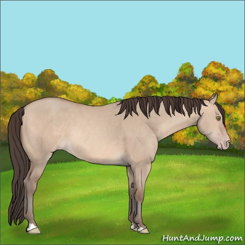 Horse Color:Sable Champagne Dun 