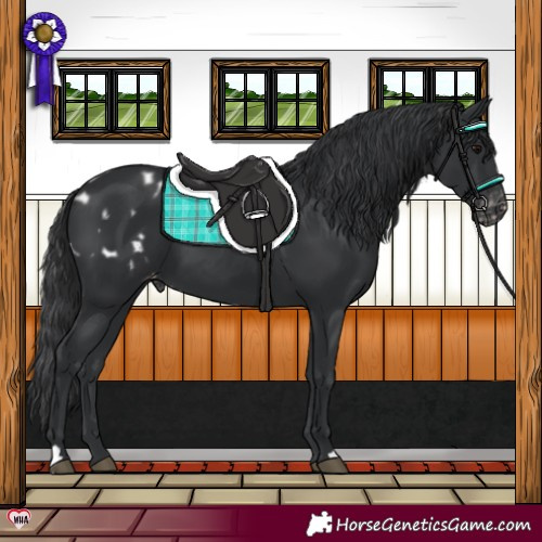 Horse Color:Black Blanket