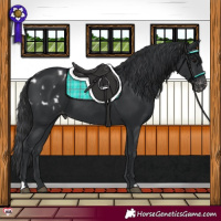 Horse Color:Black Appaloosa