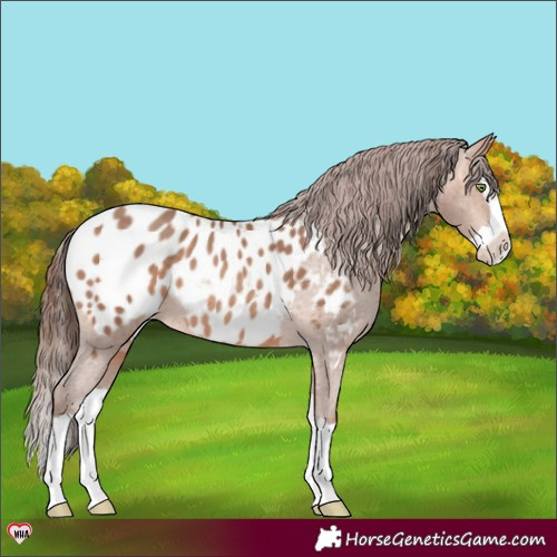 Horse Color:Sable Champagne Splash Appaloosa Rabicano 