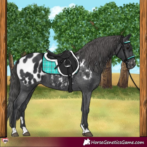 Horse Color:Black Appaloosa 