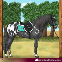 Horse Color:Black Appaloosa