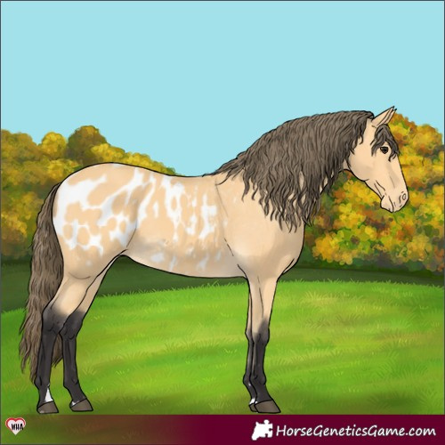 Horse Color:Buckskin Appaloosa
