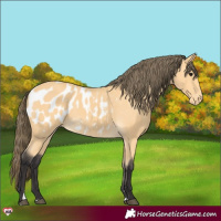 Horse Color:Buckskin Appaloosa 