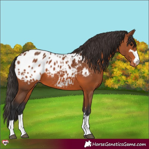 Horse Color:Bay Appaloosa