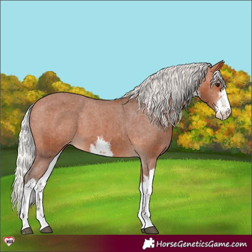 Horse Color:White Spotted Silver Bay Appaloosa