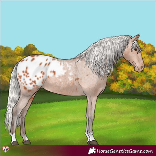 Horse Color:Silver Bay Appaloosa 