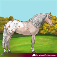 Horse Color:Silver Bay Appaloosa