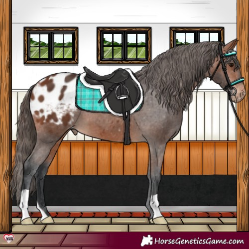 Horse Color:Bay Appaloosa 