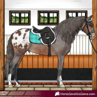 Horse Color:Bay Appaloosa 