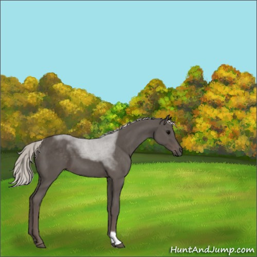 Horse Color:Silver Black Tobiano 